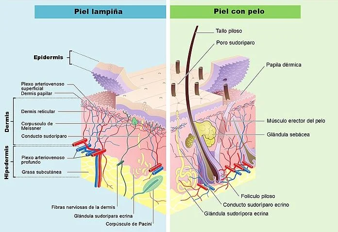 Diferencia entre la epidermis superior e inferior
