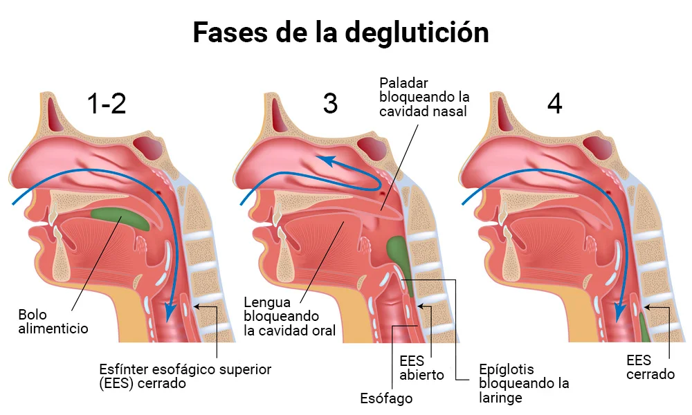 Diferencia entre la epiglotis y la úvula
