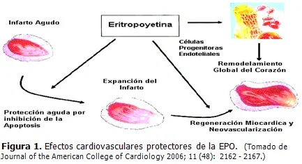 Diferencia entre la eritropoyetina y la eritropoyetina recombinante