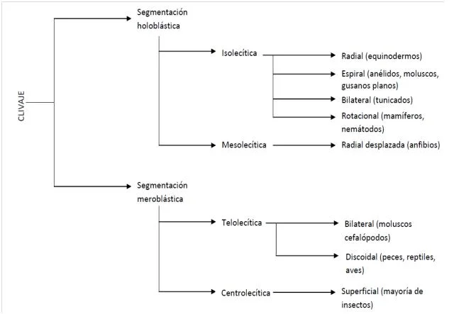 Diferencia entre la escisión holoblástica y meroblástica