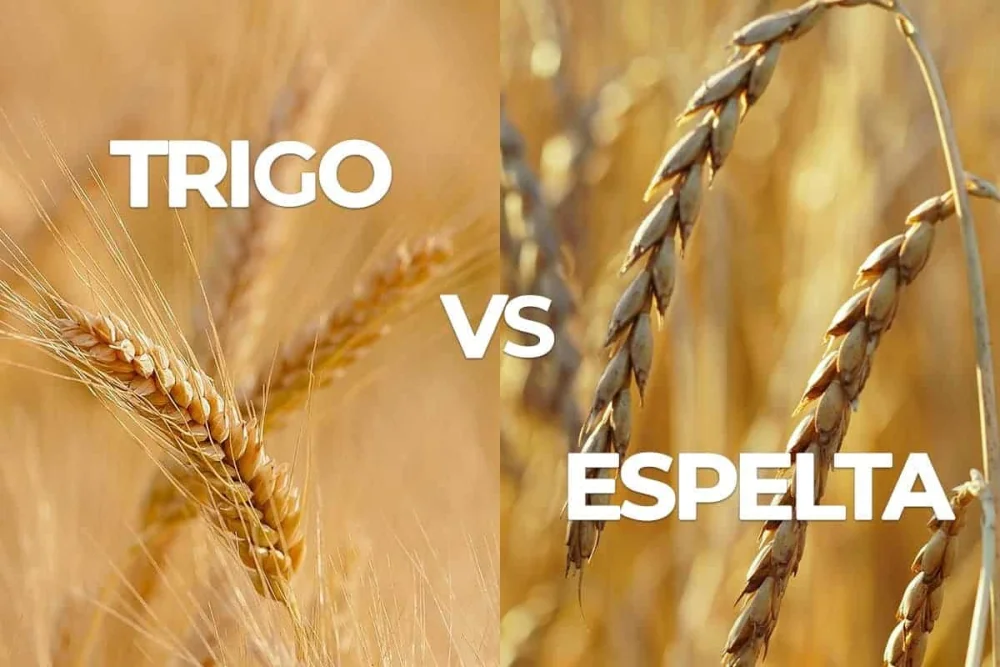 Diferencia entre la espelta y el trigo