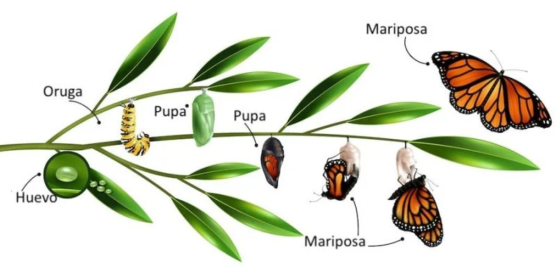 Diferencia entre metagénesis y metamorfosis
