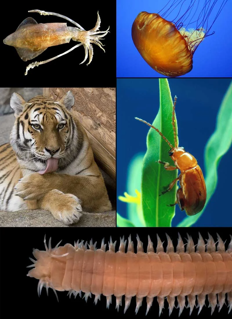 Diferencia entre metazoos y eumetazoos