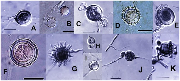 Diferencia entre Pythium y Phytophthora