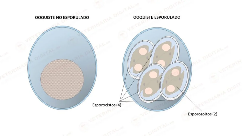 Diferencia entre un quiste y un ooquiste