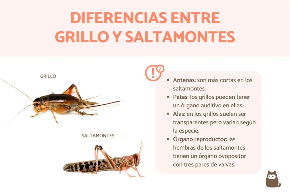Diferencia entre un saltamontes y un grillo