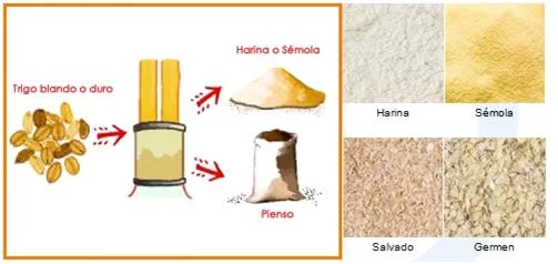 ¿Cómo se hace la harina?