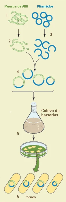 ¿Cómo se produce una biblioteca genómica?