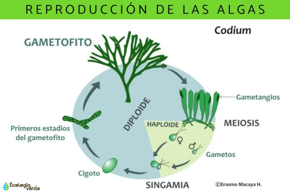 ¿Cómo se reproducen las algas?