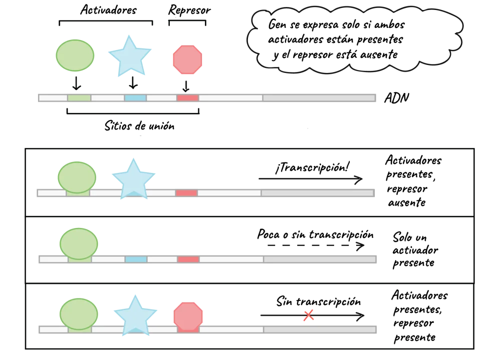 ¿Cómo se unen los factores de transcripción al ADN?