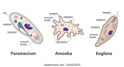 Diferencia entre ameba y paramecio