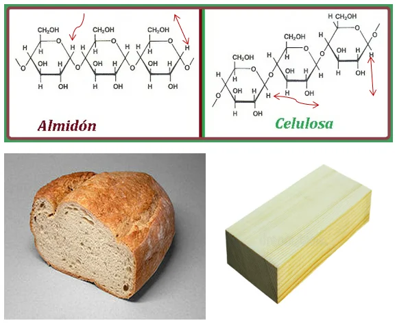 Diferencia entre amilosa y celulosa