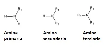 Diferencia entre aminas primarias secundarias y terciarias