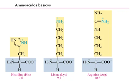 Diferencia entre aminoácidos ácidos y básicos
