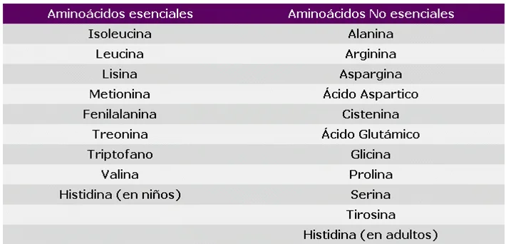 Diferencia entre aminoácidos esenciales y no esenciales