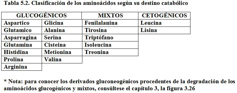 Diferencia entre aminoácidos glucogénicos y cetogénicos