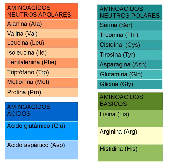 Diferencia entre aminoácidos proteinogénicos y no proteinogénicos