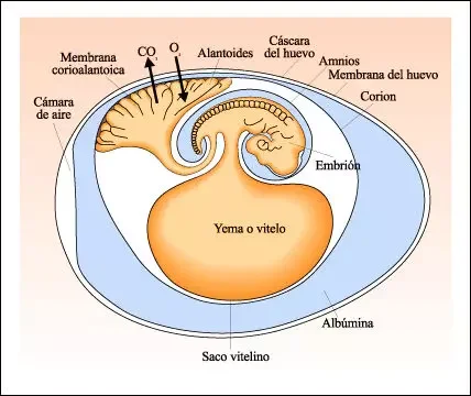 Diferencia entre amnios y alantoides