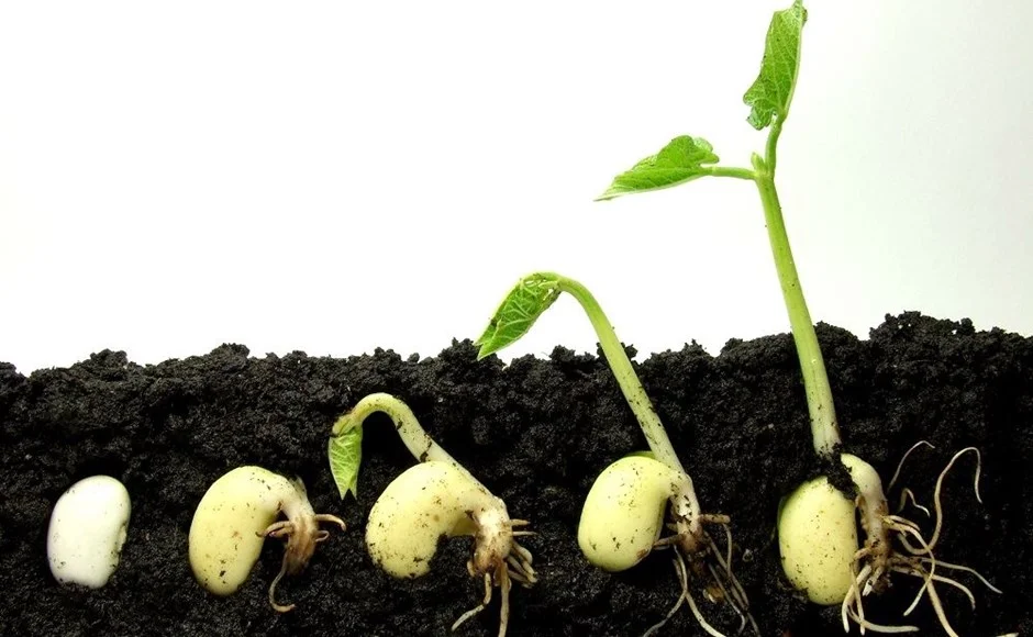 Diferencia entre brotación y germinación