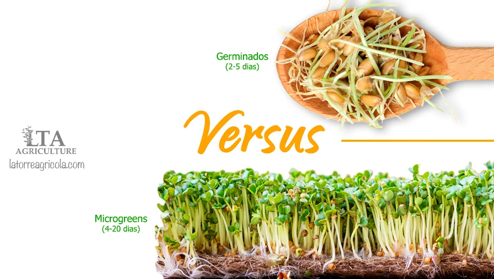 Diferencia entre brotes y microvegetales