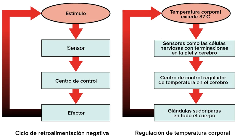 Diferencia entre bucles de retroalimentación positivos y negativos en biología