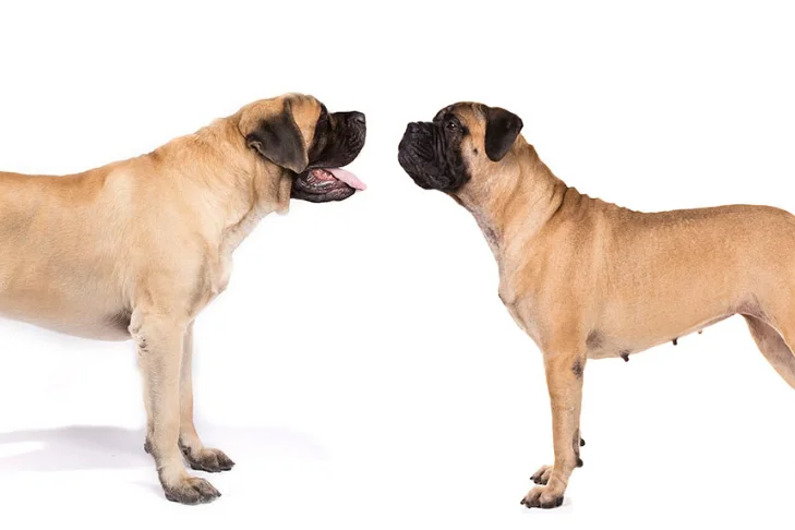 Diferencia entre Bullmastiff y Mastín Inglés