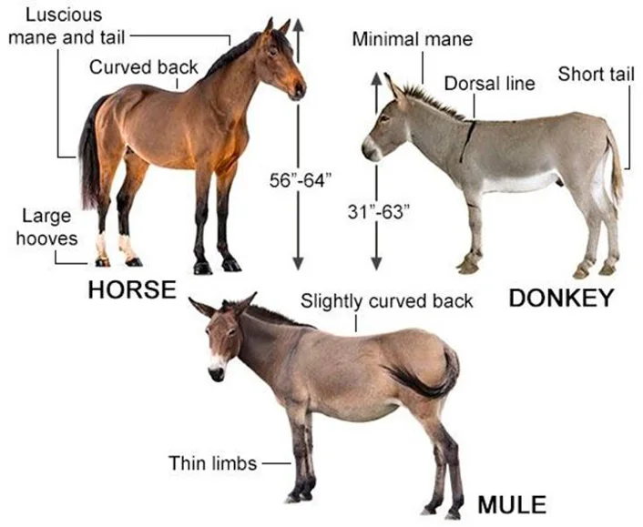 Diferencia entre burro y mula