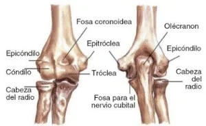 Diferencia entre cóndilo y epicóndilo