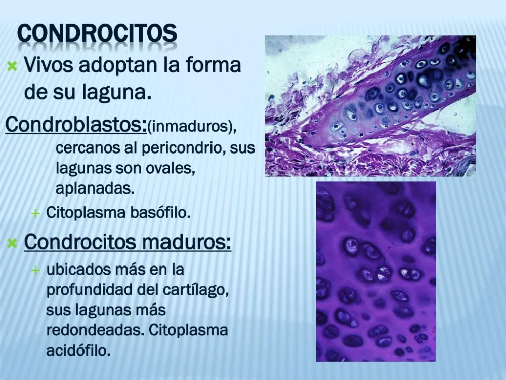 Diferencia entre condrocitos y osteocitos
