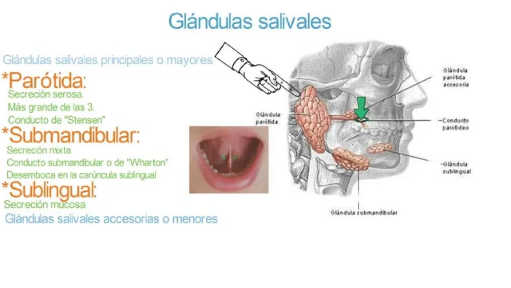 Diferencia entre conducto y glándula