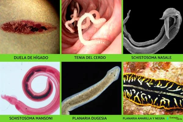 Diferencia entre duelas y tenias