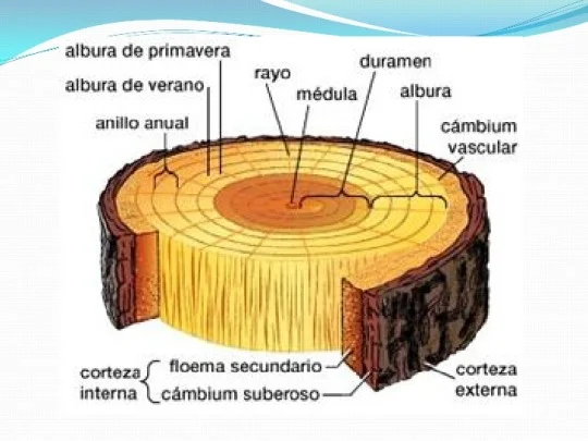 Diferencia entre duramen y albura