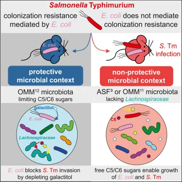 Diferencia entre E. coli y Salmonella