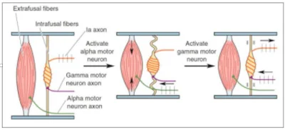 Diferencia entre el huso muscular y el órgano tendinoso de Golgi