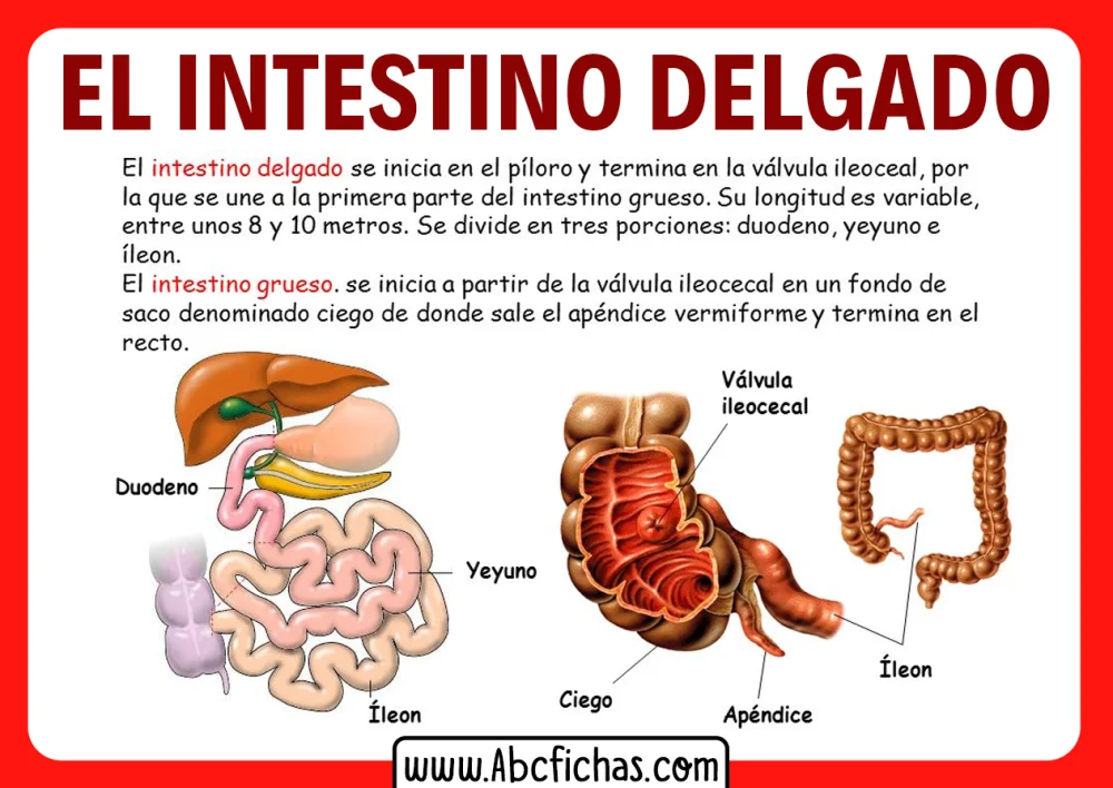 Diferencia entre el intestino delgado y el grueso
