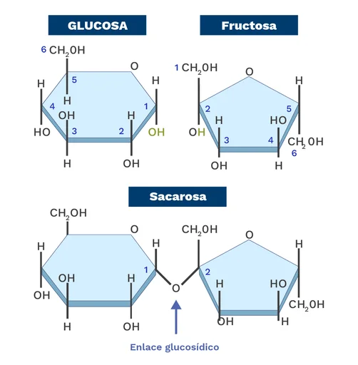 Diferencia entre enlace glucosídico y enlace peptídico