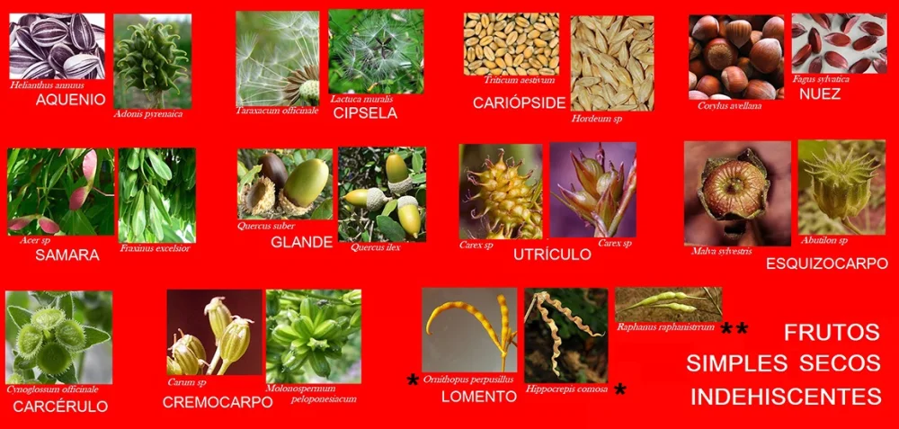 Diferencia entre fruta seca dehiscente y fruta seca indehiscente