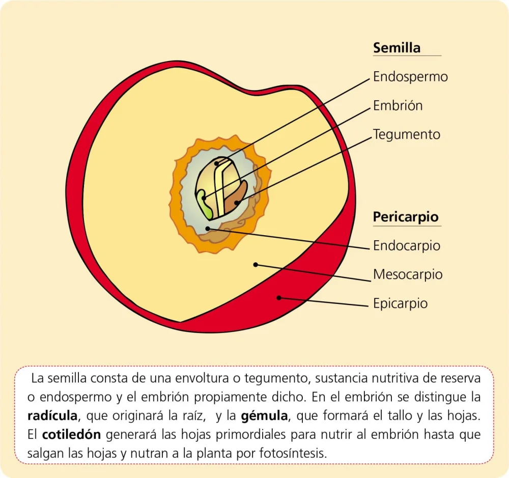 Diferencia entre fruta y semilla