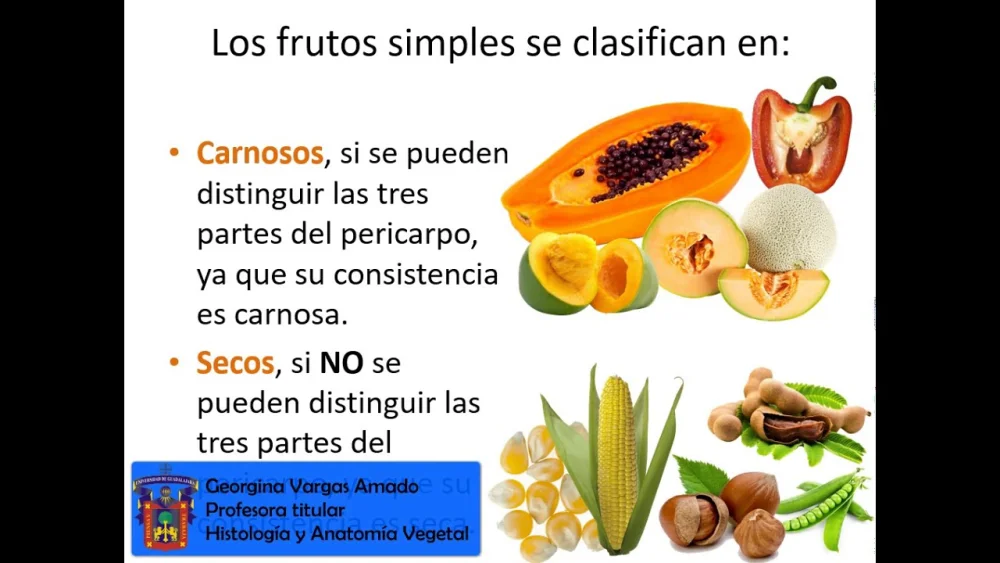 Diferencia entre frutos carnosos y secos