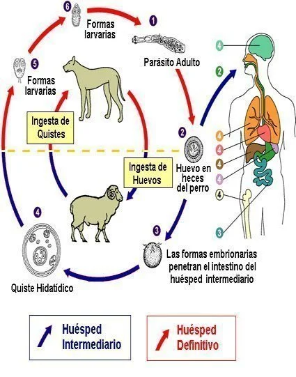Diferencia entre huésped definitivo y huésped intermedio