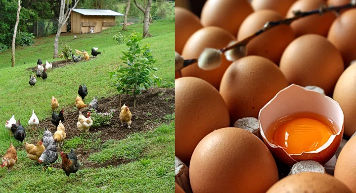 Diferencia entre huevos de gallinas camperas y huevos de gallinas sin jaula