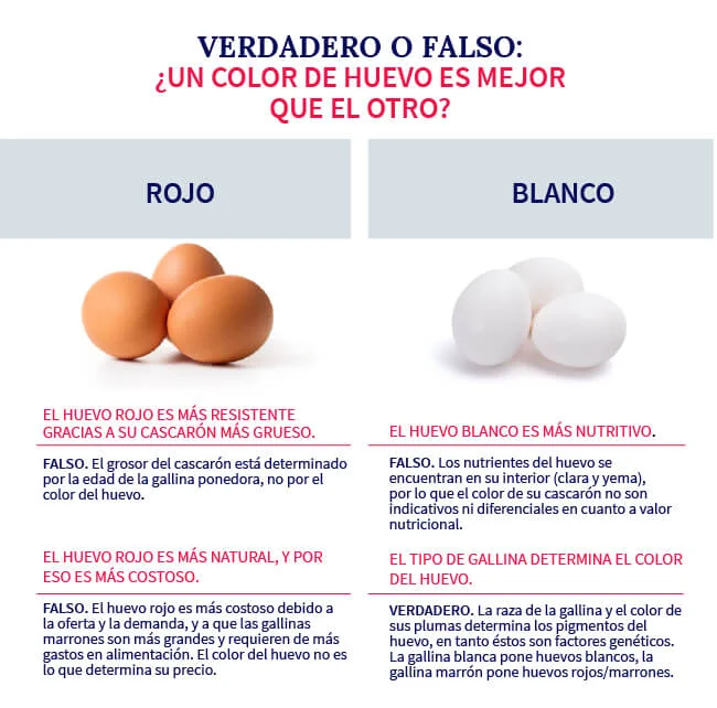 Diferencia entre huevos marrones y huevos blancos