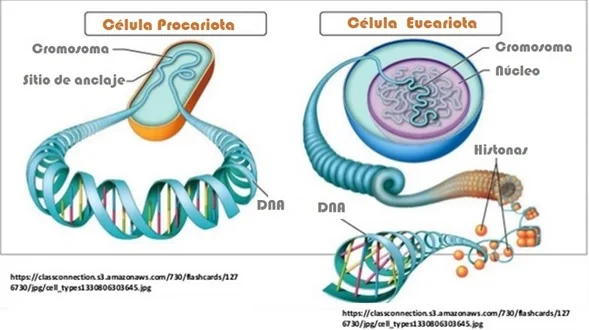 Diferencia entre la estructura genética procariota y eucariota