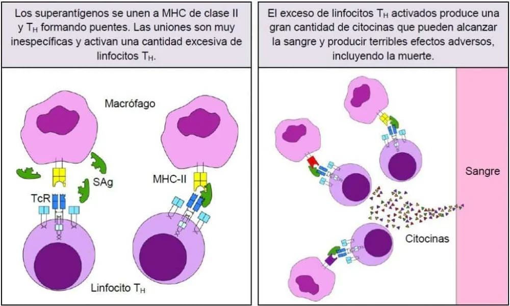 Diferencia entre MHC clase 1 y 2