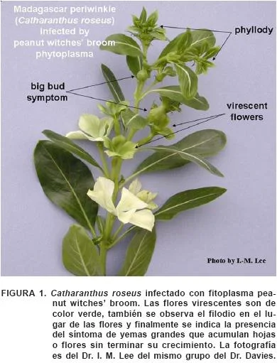 Diferencia entre micoplasma y fitoplasma