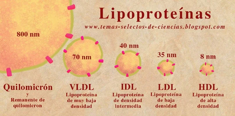 Diferencia entre quilomicrones y VLDL