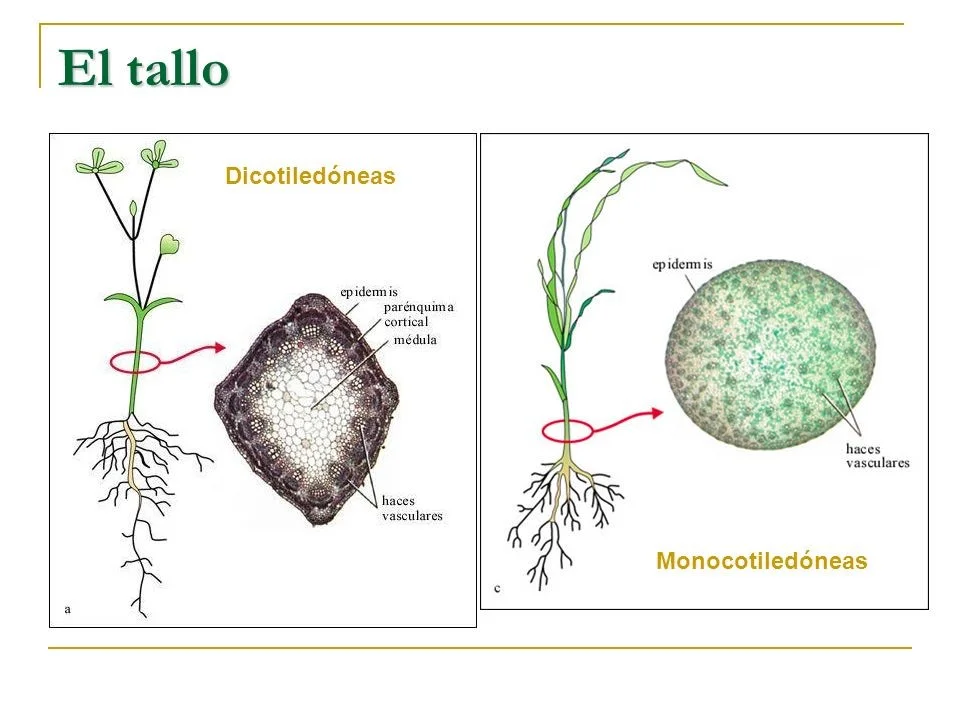 Diferencia entre un tallo monocotiledóneo y un tallo dicotiledóneo
