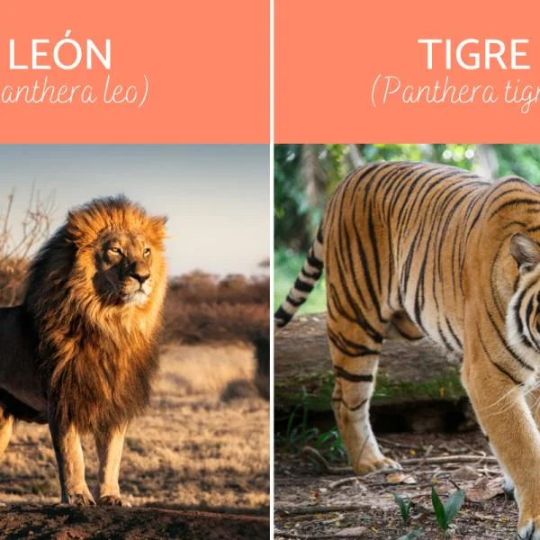 Diferencia entre un tigre un león y un leopardo