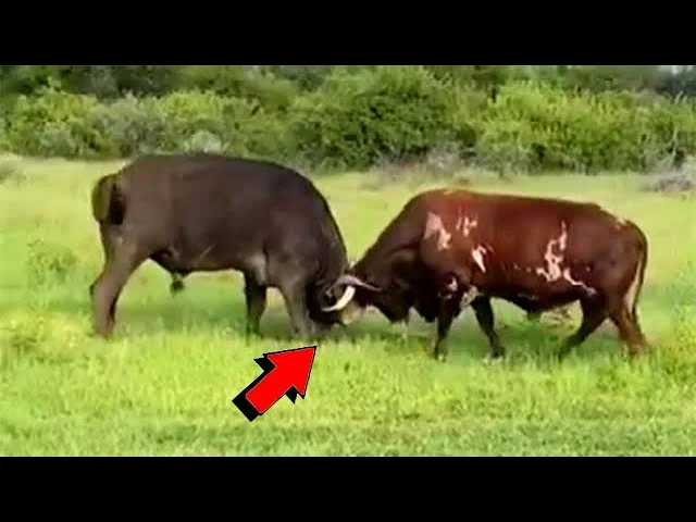 Diferencia entre un toro y un búfalo