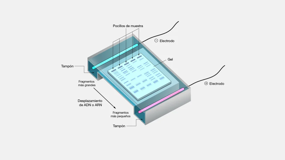 ¿Cómo separa la electroforesis en gel los fragmentos de ADN?